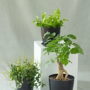 54PetFriendlySetBlack_1445x Pet-Friendly Plant Set