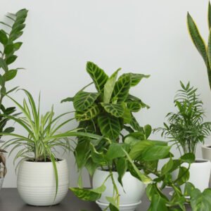 Begginer Friendly Beginner-Friendly Plant Pack