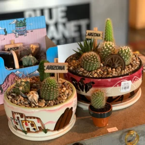 Cactus Exploration set Cactus Exploration Set