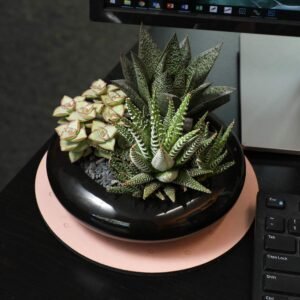 Desk body plant Desk Buddy Plant Pack