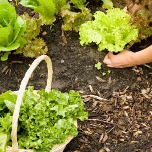 Fast-Growing Green Pack Fast-Growing Green Pack