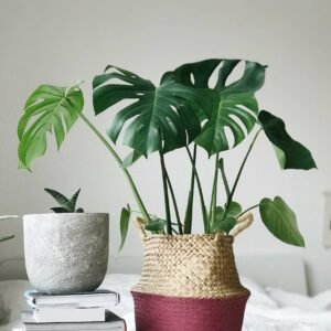 air purfying Air-Purifying Plant Set